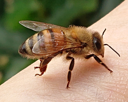 完熟屋の採用情報