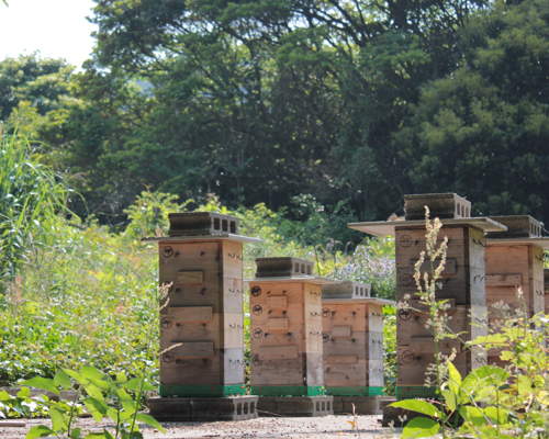 日本ミツバチの養蜂
