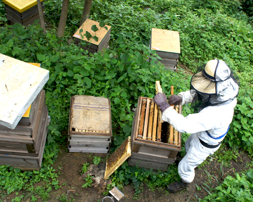 業務用はちみつ