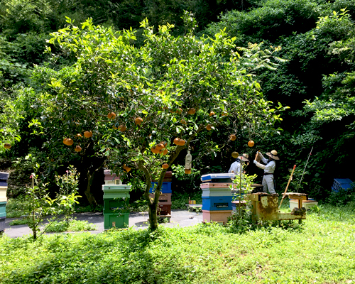 ジェラートは店内で製造